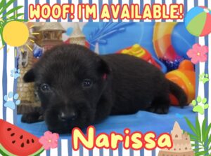 Narissa 3wk FT