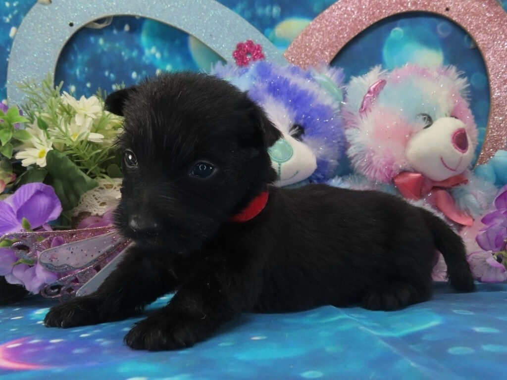 Narissa 4wk 2
