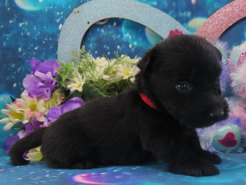 Narissa 4wk 3