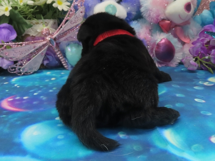 Narissa 4wk 4