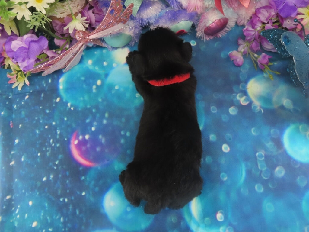 Narissa 4wk 5