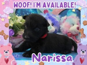 Narissa 4wk FT