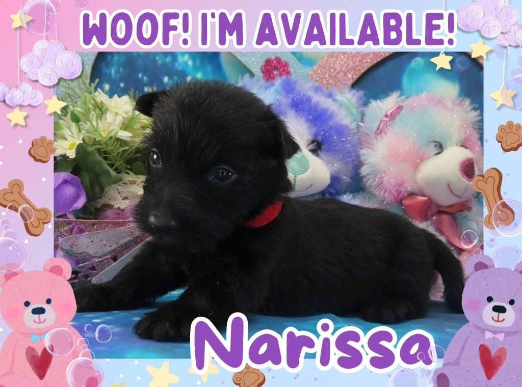 Narissa 4wk FT