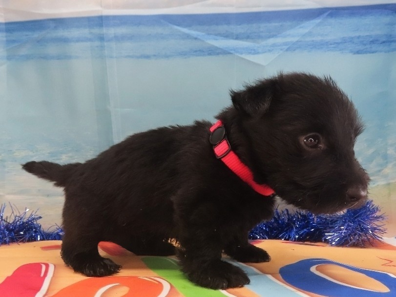 Narissa 5wk 3