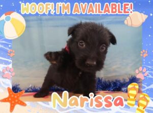 Home 7 Narissa 5wk FT