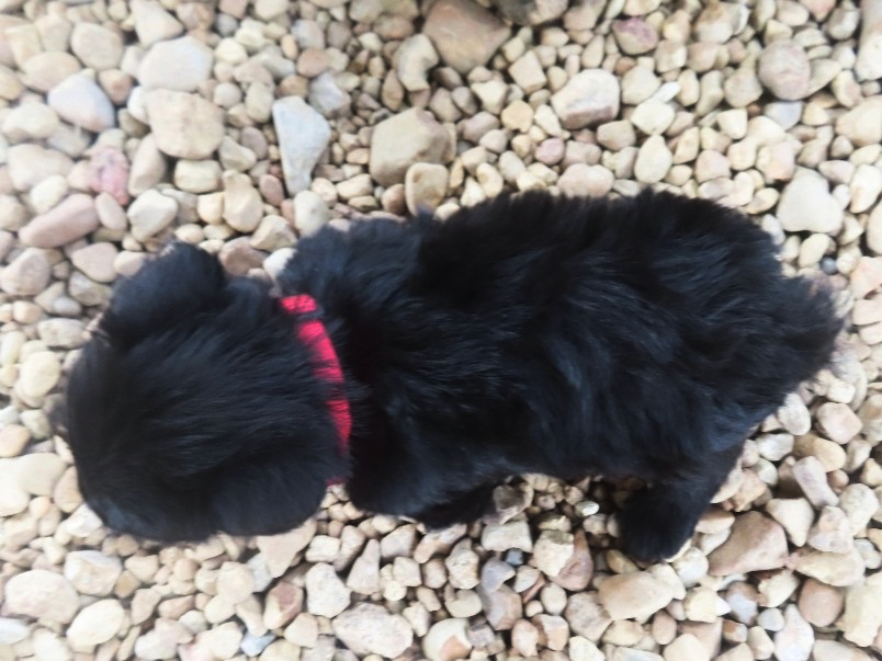 Narissa 6wk 5