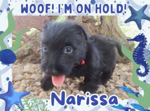 Narissa 6wk FT 2