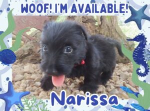 Home 6 Narissa 6wk FT