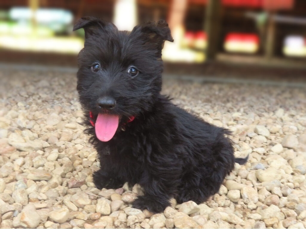 Narissa 9wk 1