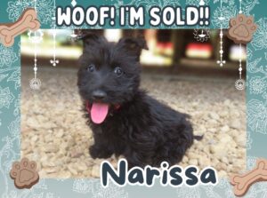 Home 13 Narissa 9wk FT 3