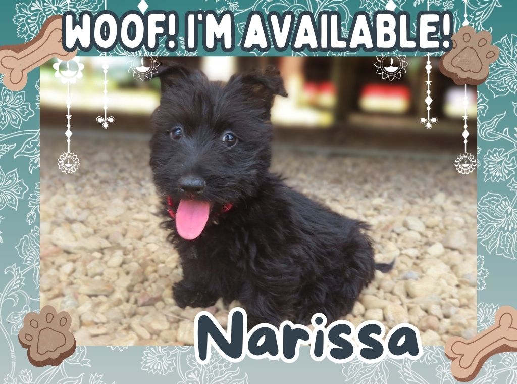 Narissa 9wk FT