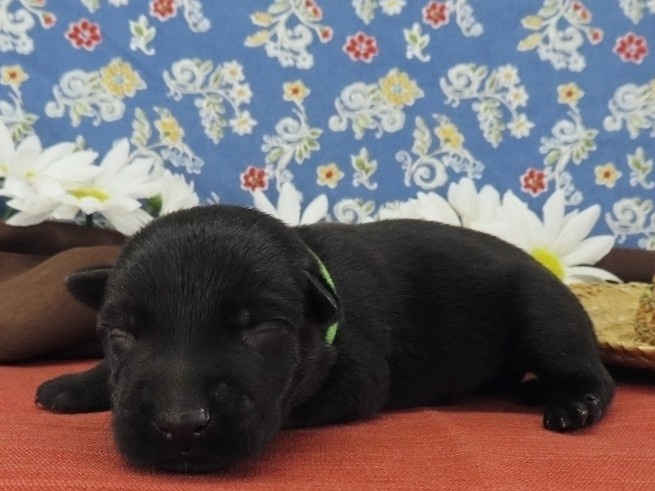 Naveen 1wk 2
