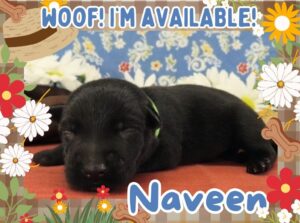 Home 3 Naveen 1wk FT