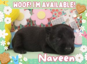 Naveen 2wk FT