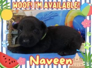 Naveen 3wk FT