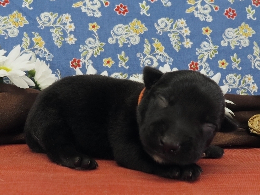 Nemo 1wk 3