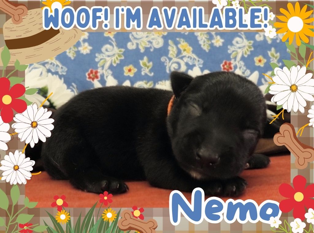 Nemo 1wk FT