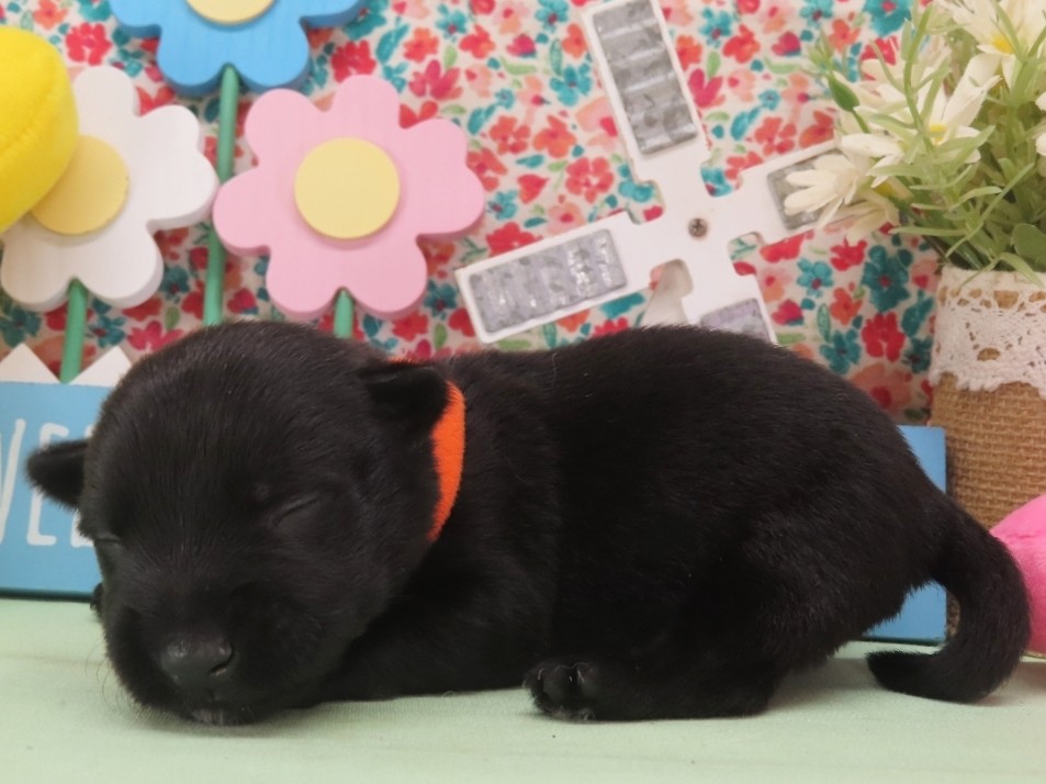Nemo 2wk 2