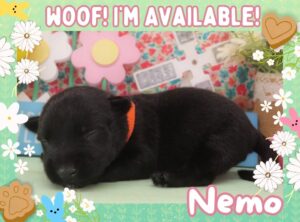 Home 4 Nemo 2wk FT