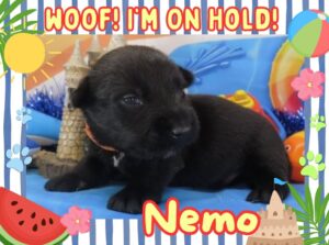 Nemo 3wk FT 2