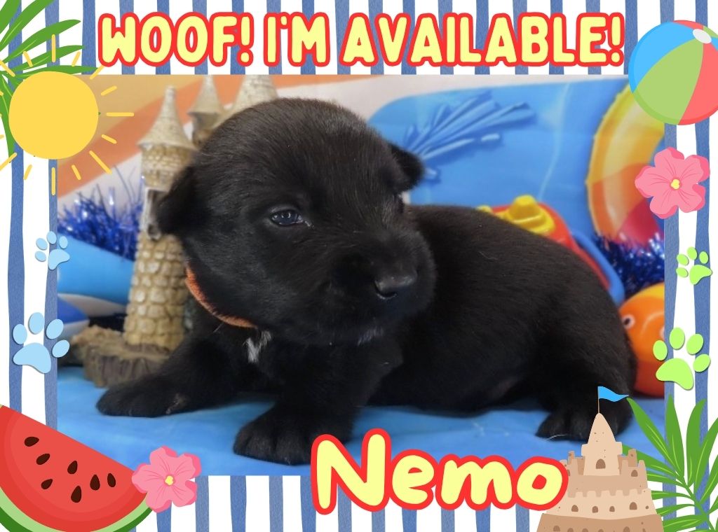 Nemo 3wk FT