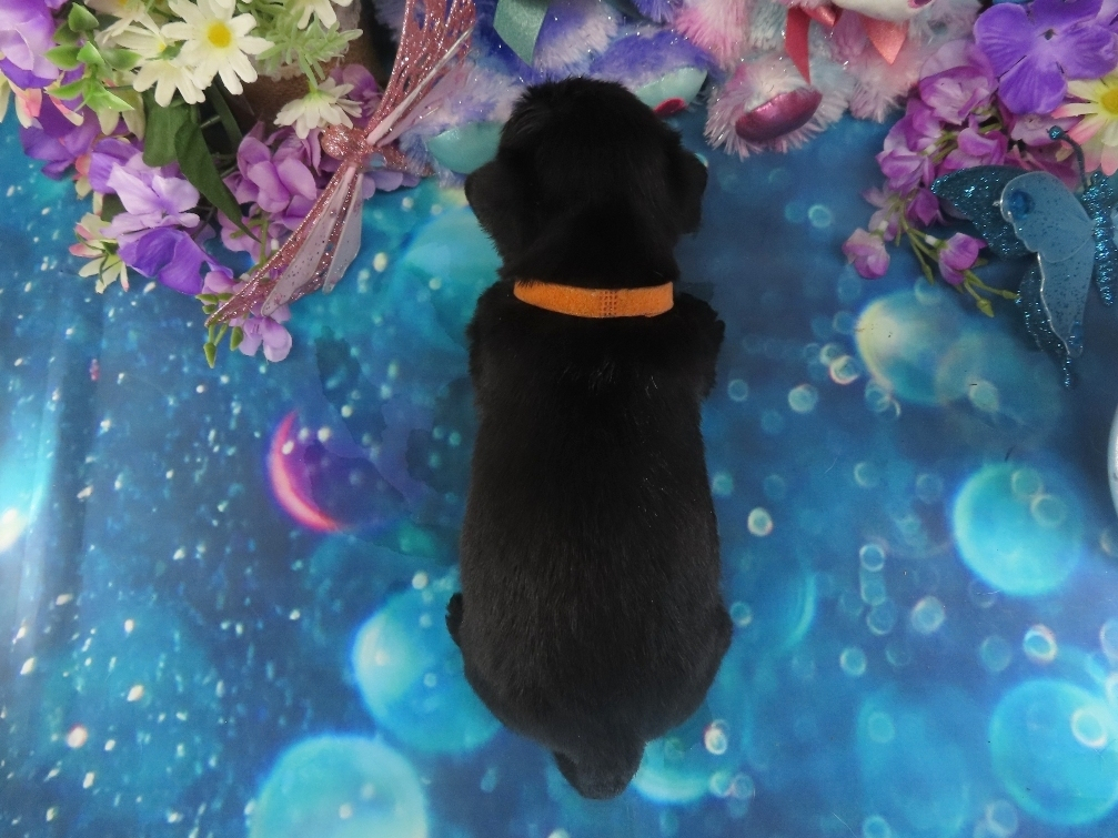 Nemo 4wk 5
