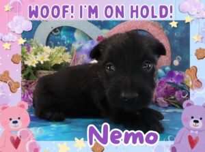 Nemo 4wk FT 2
