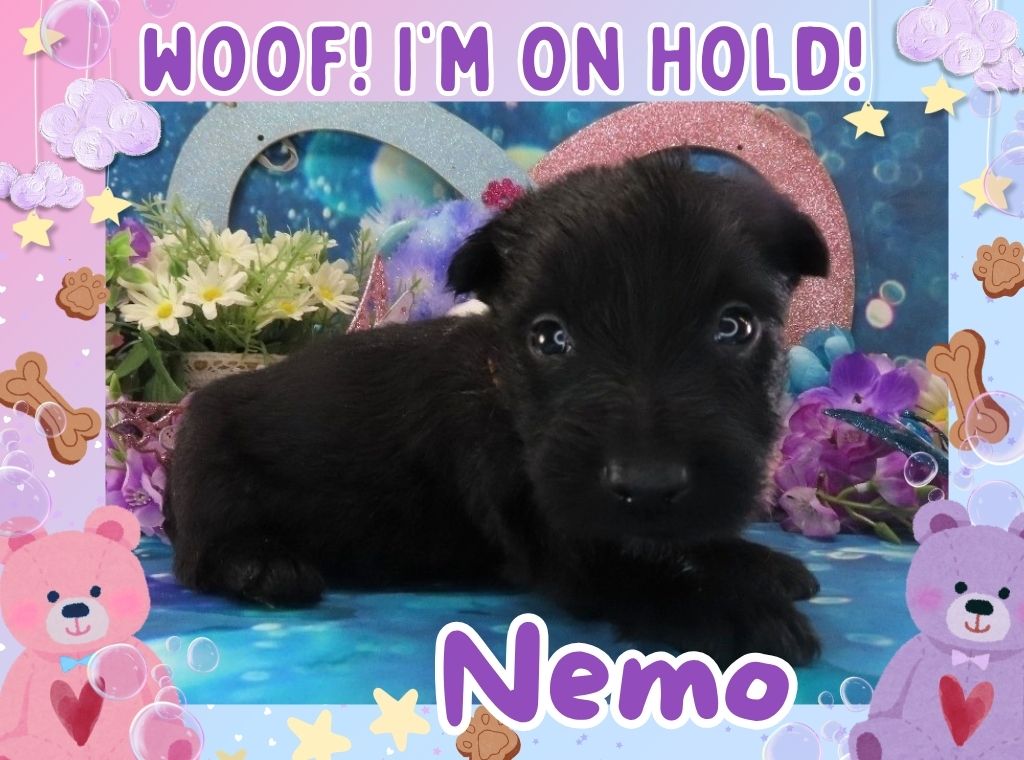 Nemo 4wk FT 2
