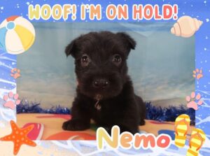 Home 3 Nemo 5wk FT 2