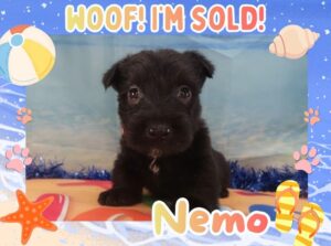 Home 3 Nemo 5wk FT 3