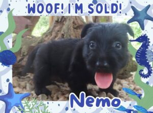 Nemo 6wk FT 3
