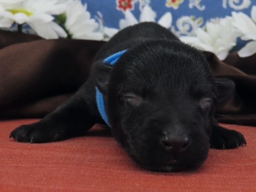 Nessie 1wk 1