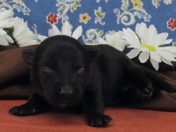 Nessie 1wk 2