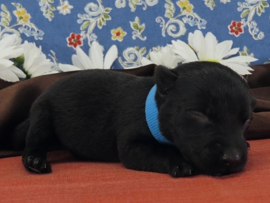 Nessie 1wk 3