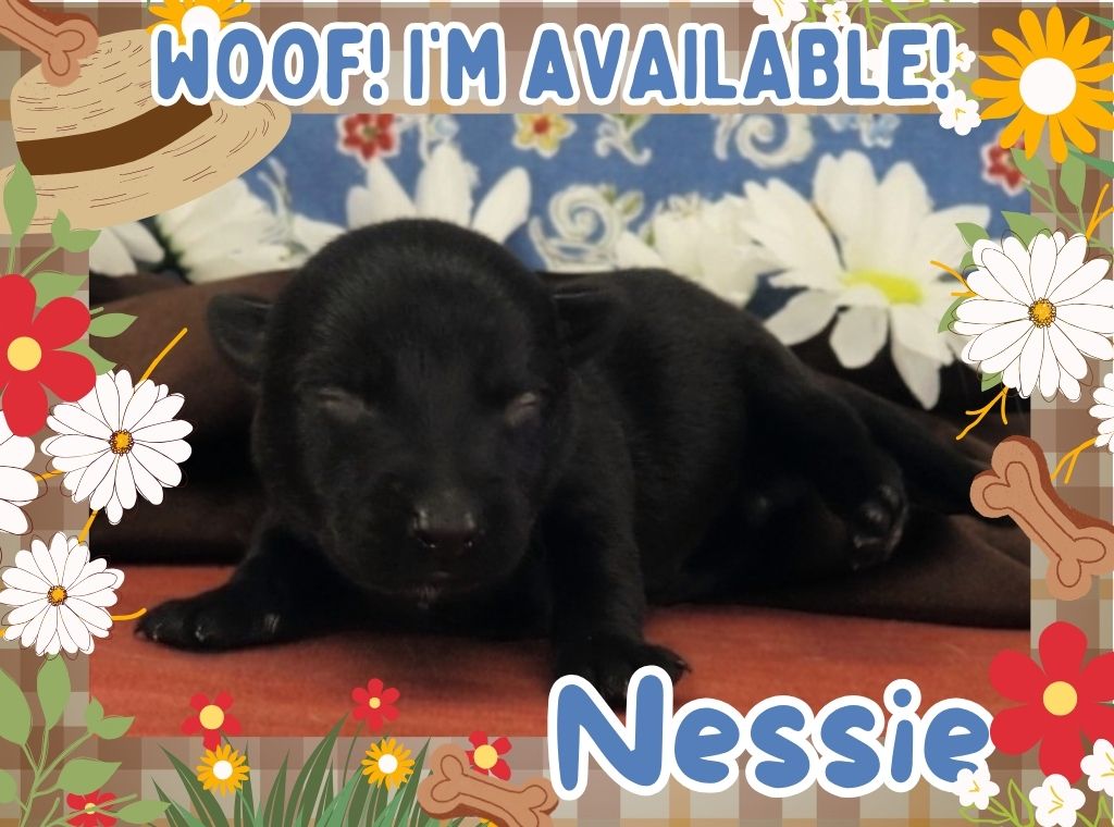 Nessie 1wk FT