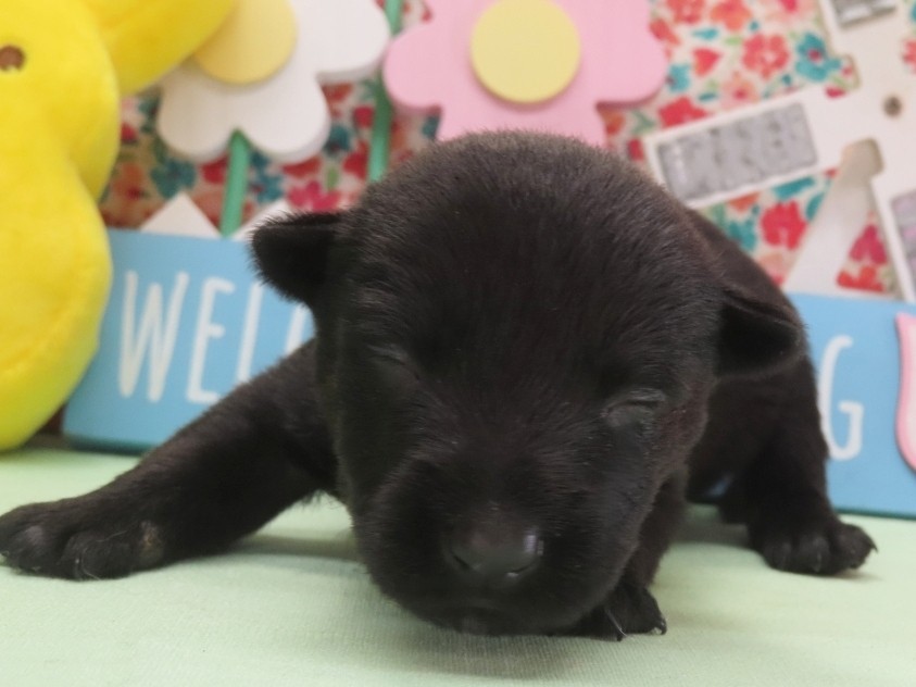 Nessie 2wk 1