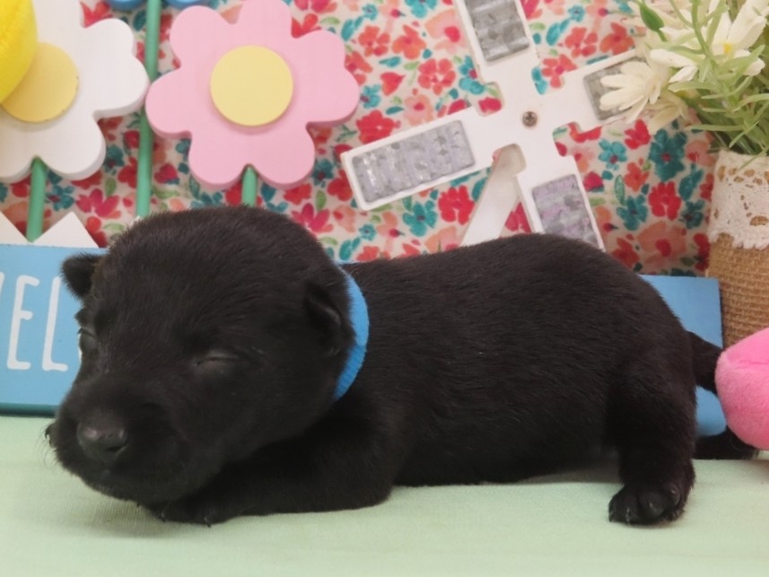 Nessie 2wk 2