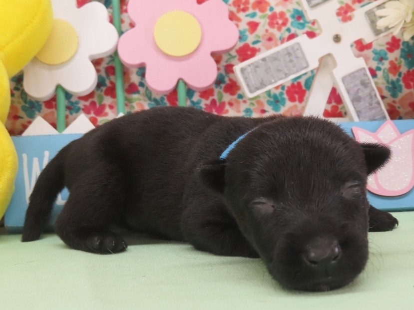 Nessie 2wk 3