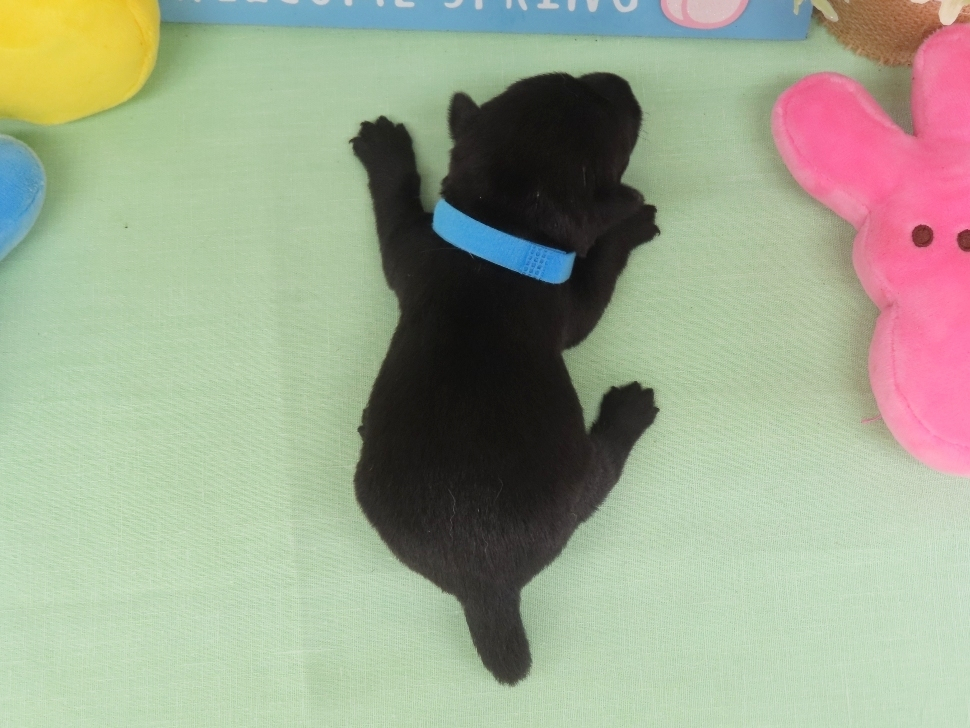 Nessie 2wk 5