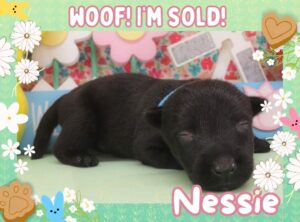 Home 9 Nessie 2wk FT 3