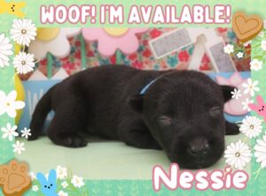 Nessie 2wk FT