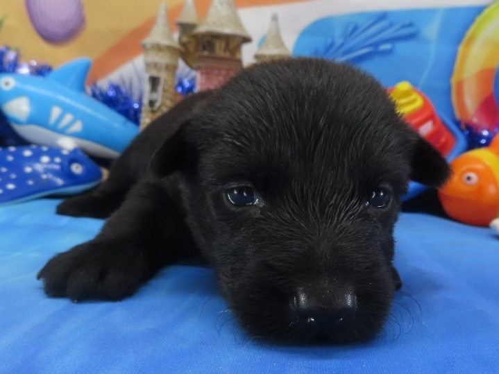 Nessie 3wk 1