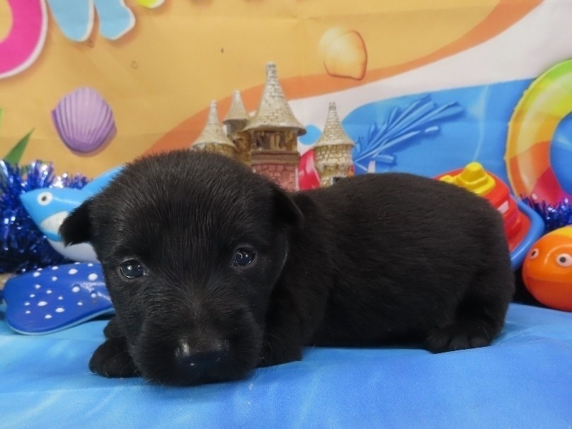 Nessie 3wk 2
