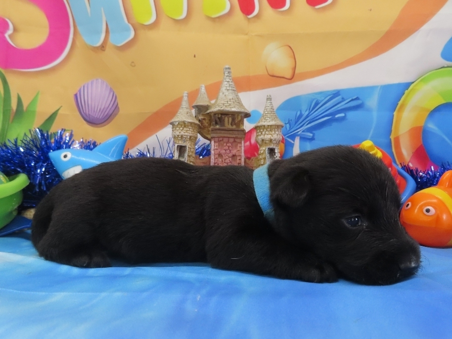Nessie 3wk 3