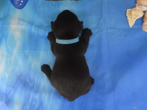 Nessie 3wk 5