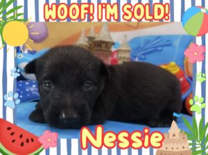 Nessie 3wk FT 3