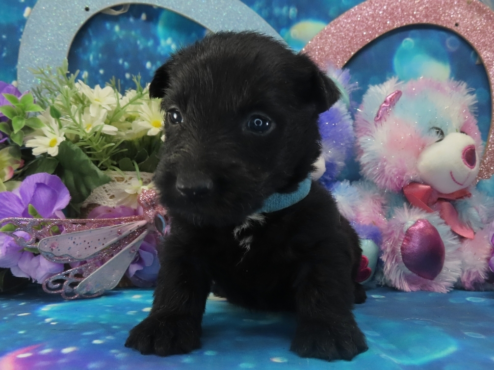 Nessie 4wk 1