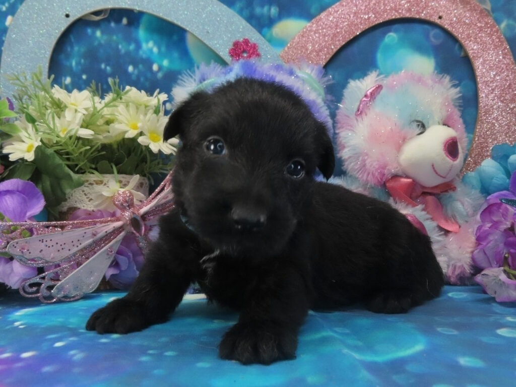 Nessie 4wk 2
