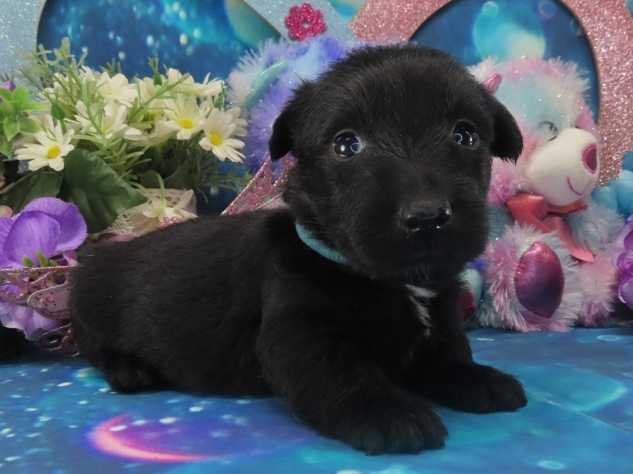 Nessie 4wk 3