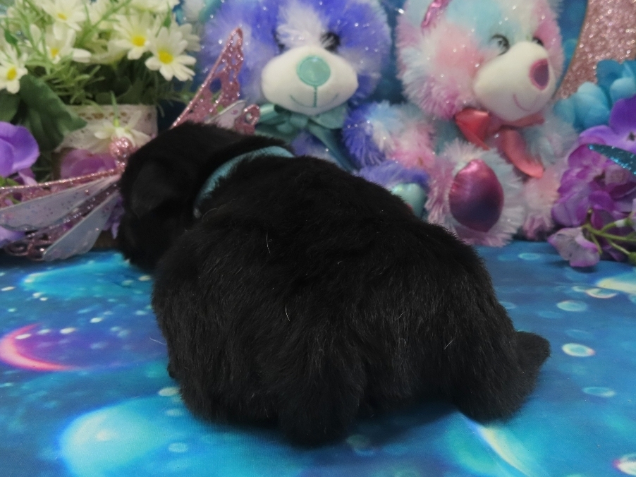 Nessie 4wk 4